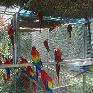 Free Macaws