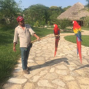 Santiago con sus guacamayas