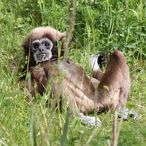 Sun-bathing White-handed gibbon