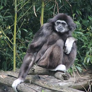 White-handed gibbon