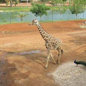 savanna area animaya - reticulated giraffe, peacock, grant?s zebra and blac