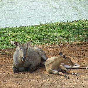 nilgai animaya