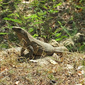 spiny tailed iguana animaya