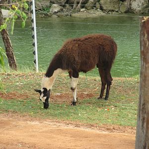 llama animaya