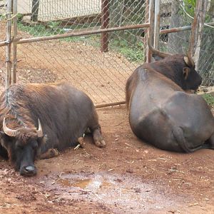 water buffalo animaya