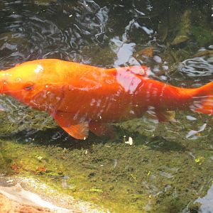 koi animaya