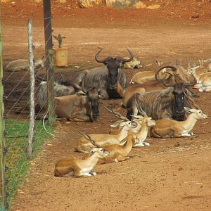 gnus with auodad and blackbuck Animaya