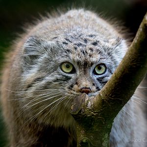 Pallas cat : Cotswold WP : 26 Mar 2015