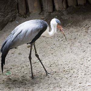 Wattled Crane