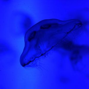 M?duse aur?lie / Moon jelly (Aurelia aurita)