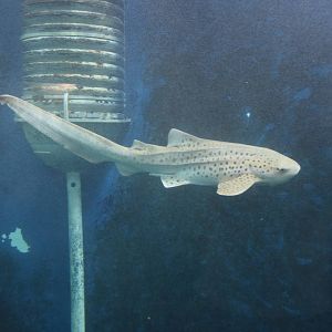 Requin-z?bre / Zebra shark (Stegostoma fasciatum)