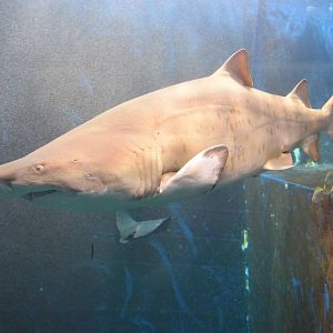 Requin-taureau / Sand tiger shark  (Carcharias taurus)