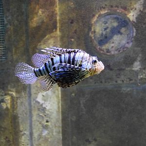Rascasse volante / Red lionfish (Pterois volitans)
