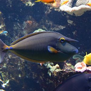 Nason ? ?perons bleus / Bluespine Unicornfish (Naso unicornis)