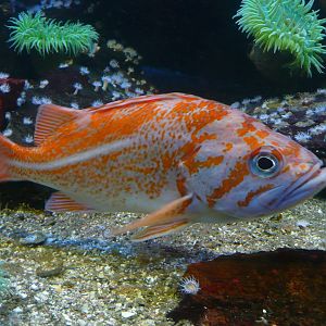 Copper rockfish (Sebastes caurinus)