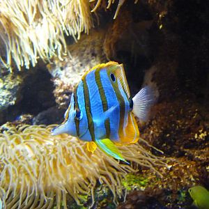 Chelmon ? bec m?diocre / Copperband butterflyfish (Chelmon Rostratus)