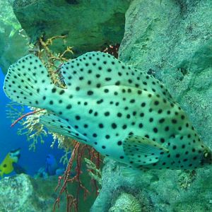 M?rou de Grace Kelly / Humpback grouper (Cromileptes altivelis)