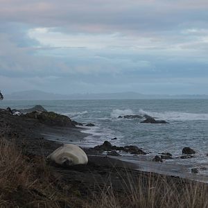 Southern Elephant Seal (Mirounga leonina)