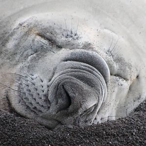Southern Elephant Seal (Mirounga leonina)
