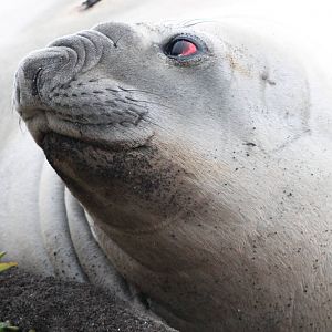 Southern Elephant Seal (Mirounga leonina)