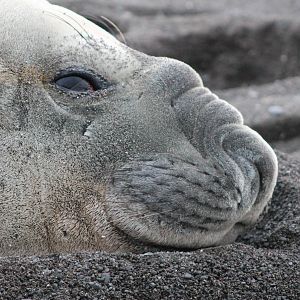 Southern Elephant Seal (Mirounga leonina)