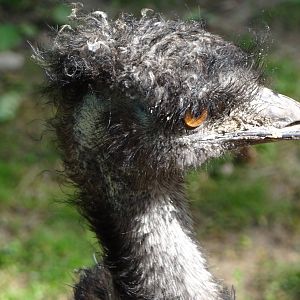 Emu