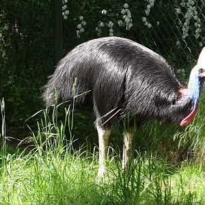Double-wattled Cassowary