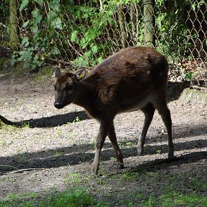 Alfred's Spotted Deer