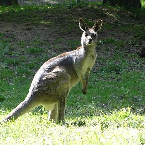 Eastern Grey Kangaroo