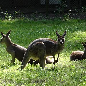 Eastern Grey Kangaroo