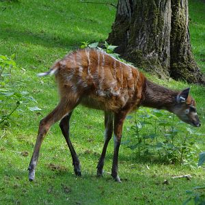 Western Sitatunga