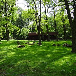 Thomson's Gazelle enclosure