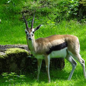 Thomson's Gazelle