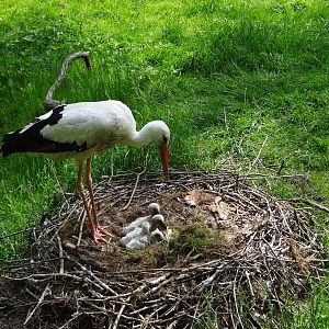 White Stork on nest