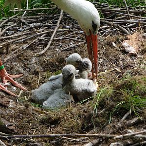 White Stork on nest