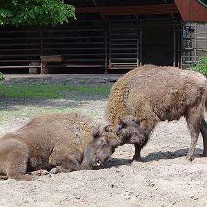 European Bison