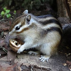 Siberian Chipmunk