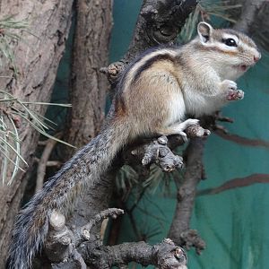 Siberian Chipmunk