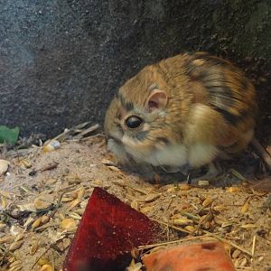 Merriam's Kangaroo Rat