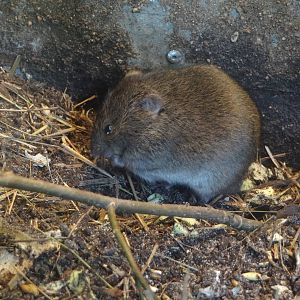 Reed Vole