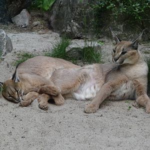 Turkmenian Caracal