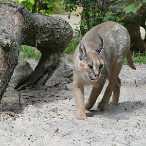 Turkmenian Caracal