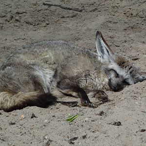 Bat-eared Fox