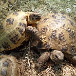 Russian tortoises