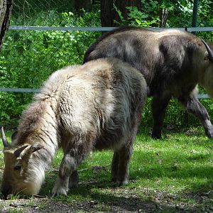 Golden Takin and Sichuan Takin