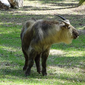 Sichuan Takin
