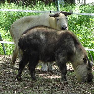 Sichuan Takin and Golden Takin