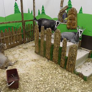 Goat exhibit