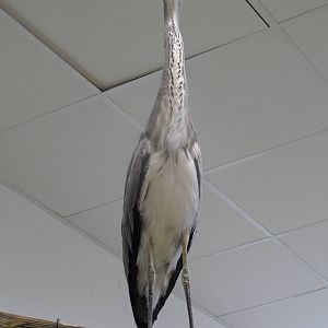 Grey heron