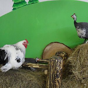 Chicken & guinea fowl